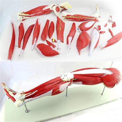 Buy Study Model Leg Muscle Model,HAnatomy Model,23-Part Removable ...