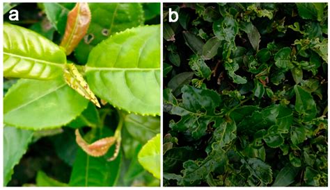 Occurrence and Distribution of Apolygus lucorum on Weed Hosts and Tea ...