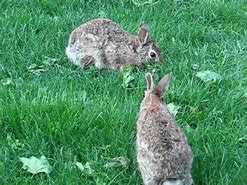 Image result for Holland Hop Bunnies