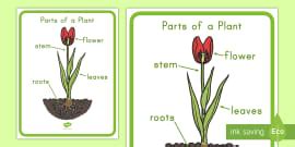 Plant Diagram | Labelling Parts of a Plant Worksheet