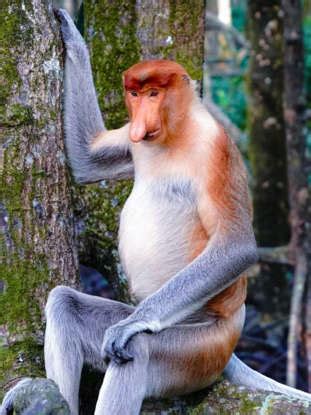 5 Rarest Animal Discoveries and Sightings in India in 2025