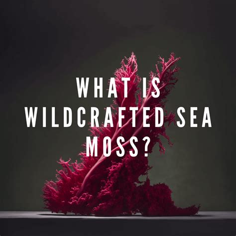 Wildcrafted Sea Moss: What is it and Its Benefits – Millie's Moss