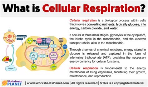 Image result for Cellular Rspiration Explained
