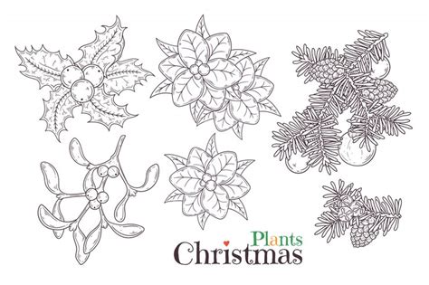 Hand drawn christmas plants | Premium Vector