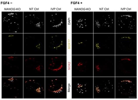Hypoblast Formation in Bovine Embryos Does Not Depend on NANOG