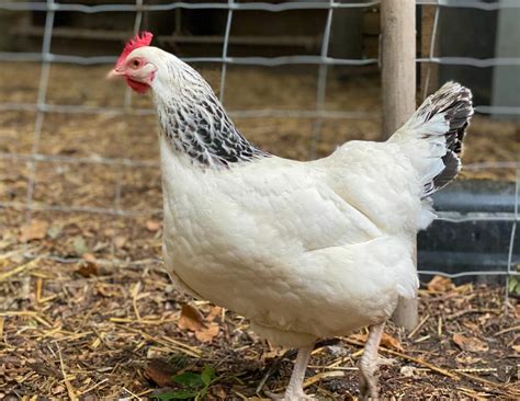 Sussex Chickens | Sussex For Sale | Chicken Breeds