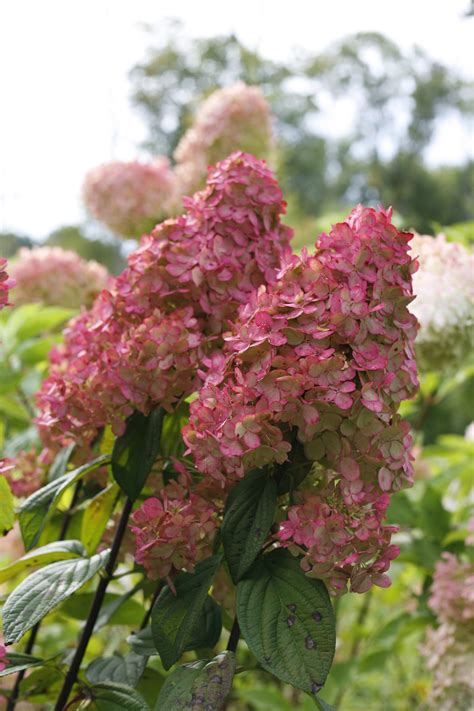 Fire Light® - Panicle Hydrangea - Hydrangea paniculata | Proven Winners