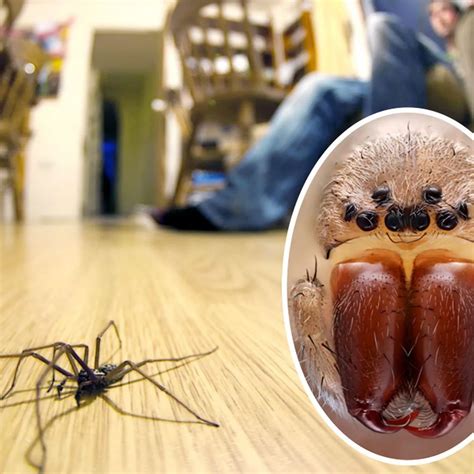 Sightings Of Giant Spiders