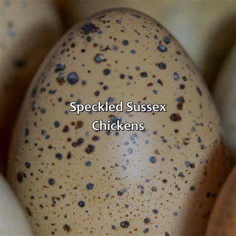 What Do Rook Eggs Look Like at Matthew Calzada blog
