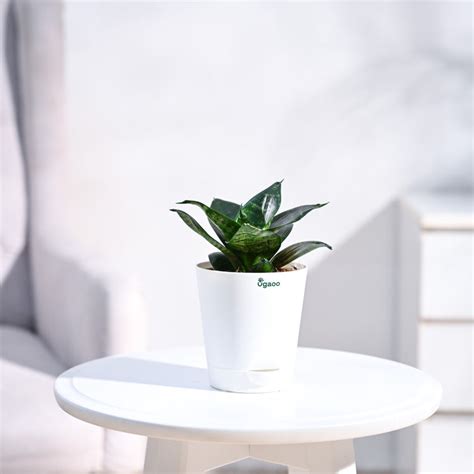 Buy the Premium Green Snake Plant at the best price & get safe home ...