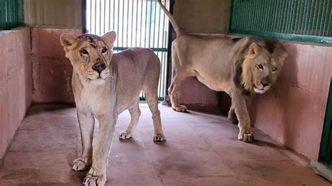 Leopard safari to begin at Sanjay Gandhi National Park in Mumbai’s Borivali
