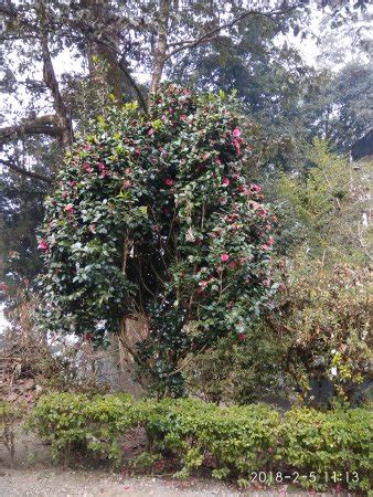 Flower Exhibition Centre (Gangtok) - What to Know Before You Go (with ...
