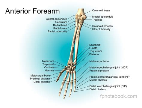 Upper Arm Bones at Cheryl Allison blog