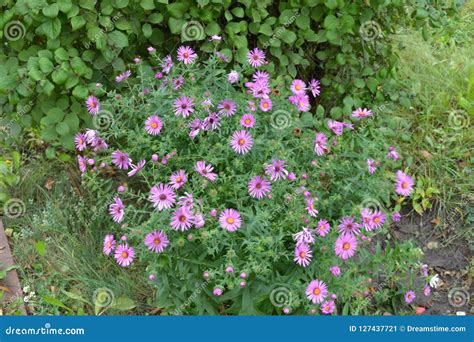 Aster perennial blue stock image. Image of herb, bright - 127437721