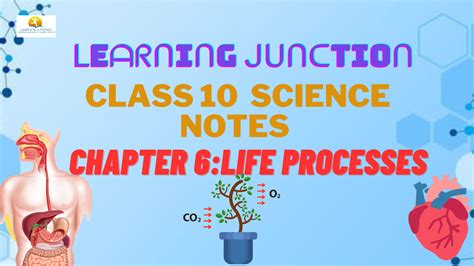 Chapter Life Processes Class 10 Shubham Pathak 的图像结果