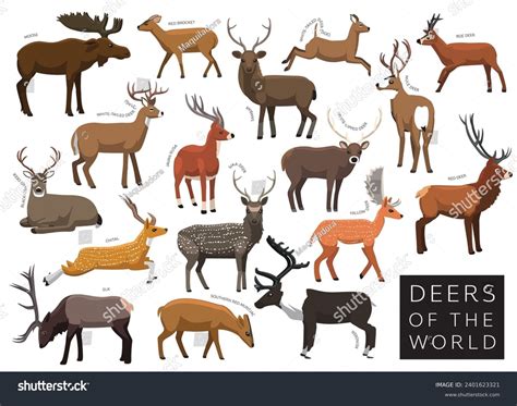 How To Draw Deer Species