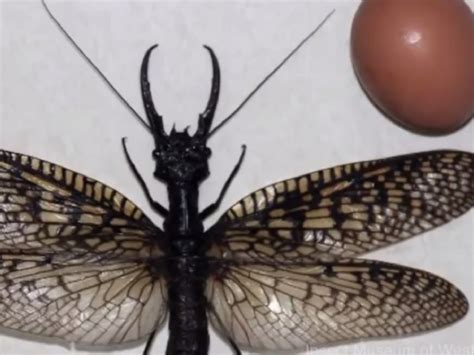 Oriental Flying Water Bugs