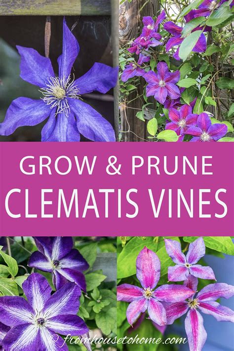 Clematis Vine Care: Planting, Growing and Pruning Tips | Clematis care ...