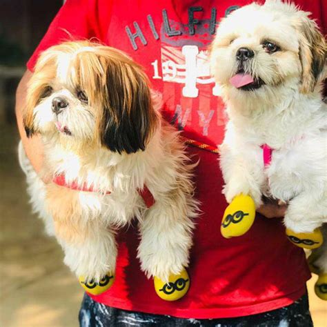 Buy Zoof Goofy Eyes Dog Boots Online at Zoof Pets