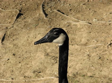 CREEKSTONE INN (Pigeon Forge) - Hotel Reviews, Photos, Rate Comparison ...