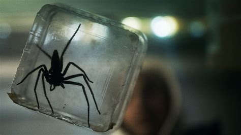 French Horror Film ‘Infested’ Used 200 Real Spiders to Scare Audiences