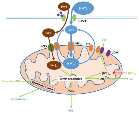 Calcium Entry through TRPV1: A Potential Target for the Regulation of ...