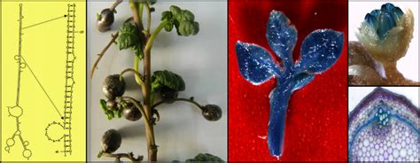 Molecular Plant Biology Lab - IISER Pune