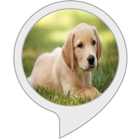 Amazon.in: Dog Master : Alexa Skills