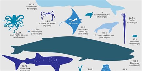 Whale Shark Size Chart , Megalodon Size Chart: How Big Is It? – PSQQHG