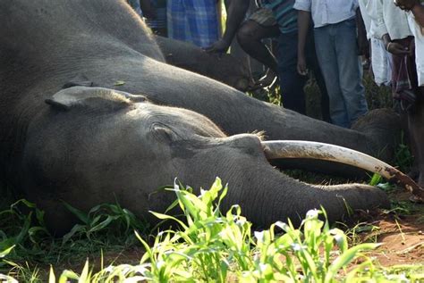 Electrocution Of 3 Elephants Near 2 Reserves Shows How Careless We Are ...