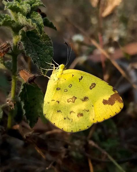What Does A Yellow Butterfly Mean? (8 Spiritual Meanings)