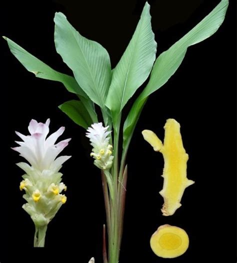 India identified 641 fauna species and 339 taxa of plants last year ...