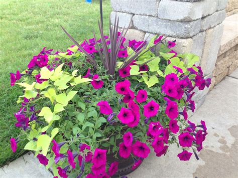 What To Plant With Wave Petunias In Containers at Charles Macias blog