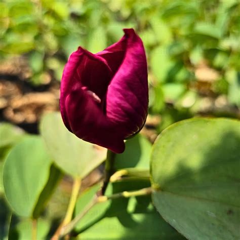 Bauhinia Tomentosa Red (Orchid Tree Red) - Plant – Lalit Enterprise