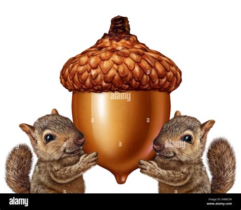 Acorn For Squirrel at Aileen Markham blog