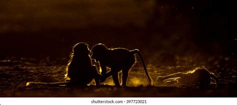 Image result for Baboon Side View