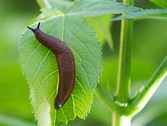 Image result for slug