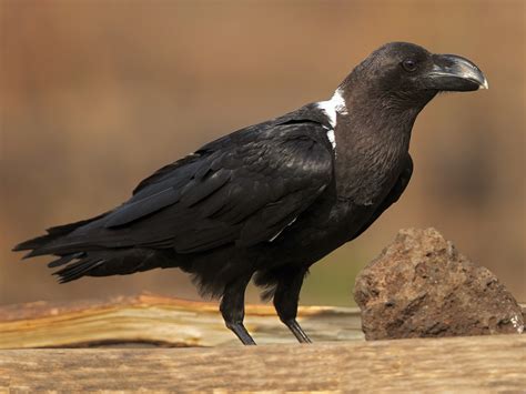 White-necked Raven - eBird