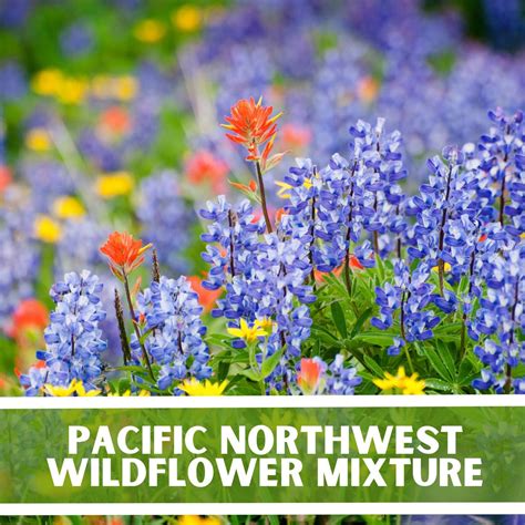 Pacific Northwest Wildflower Seed Mix: Non-gmo, Native, 200+ Seeds - Etsy