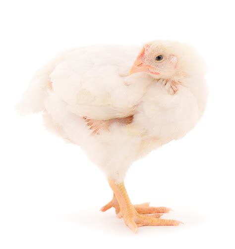 Premium Photo | Chicken or young broiler chickens