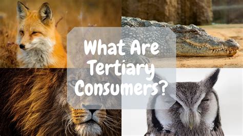 Tertiary Consumer: Definition And Examples - Science Trends