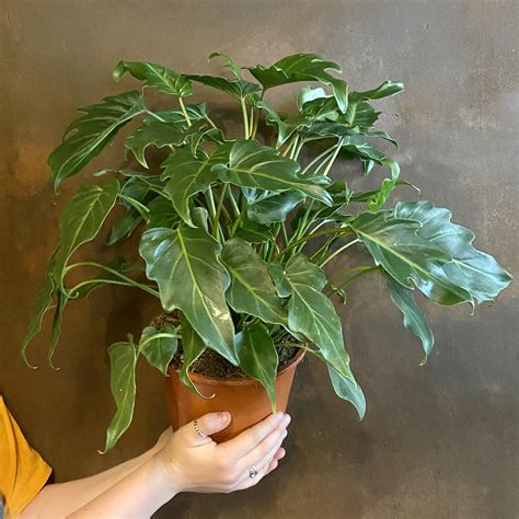 Philodendron 'Xanadu' (17cm pot) - grow urban. - can you grow xanadu in water