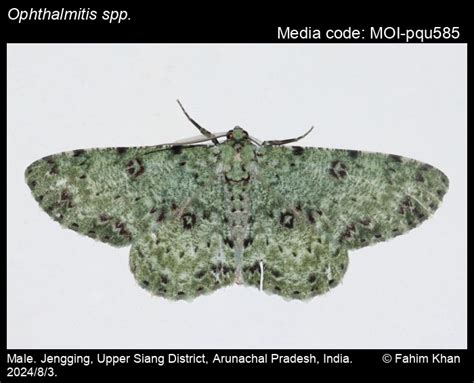 Ophthalmitis spp. | Moths