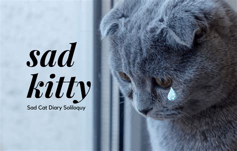Sad Kitty Diary