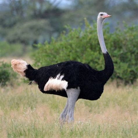 List of Top 10 Largest Birds in the World 2024