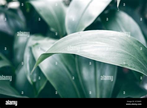 Tropical leaf moody photo in dark green tone. Tropical garden ...