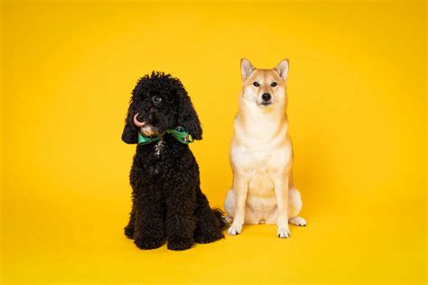 Pet Insurance in India: A Guide for Pet Parents - THIP Media