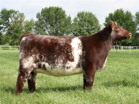 Shorthorn Show Steers, Beef Cow, Show Cattle, Cow Pictures, Farm Cow ...