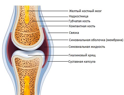 Классификация суставов - KinesioPro