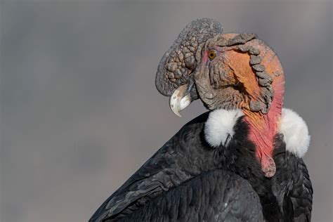 Condor Bird Species